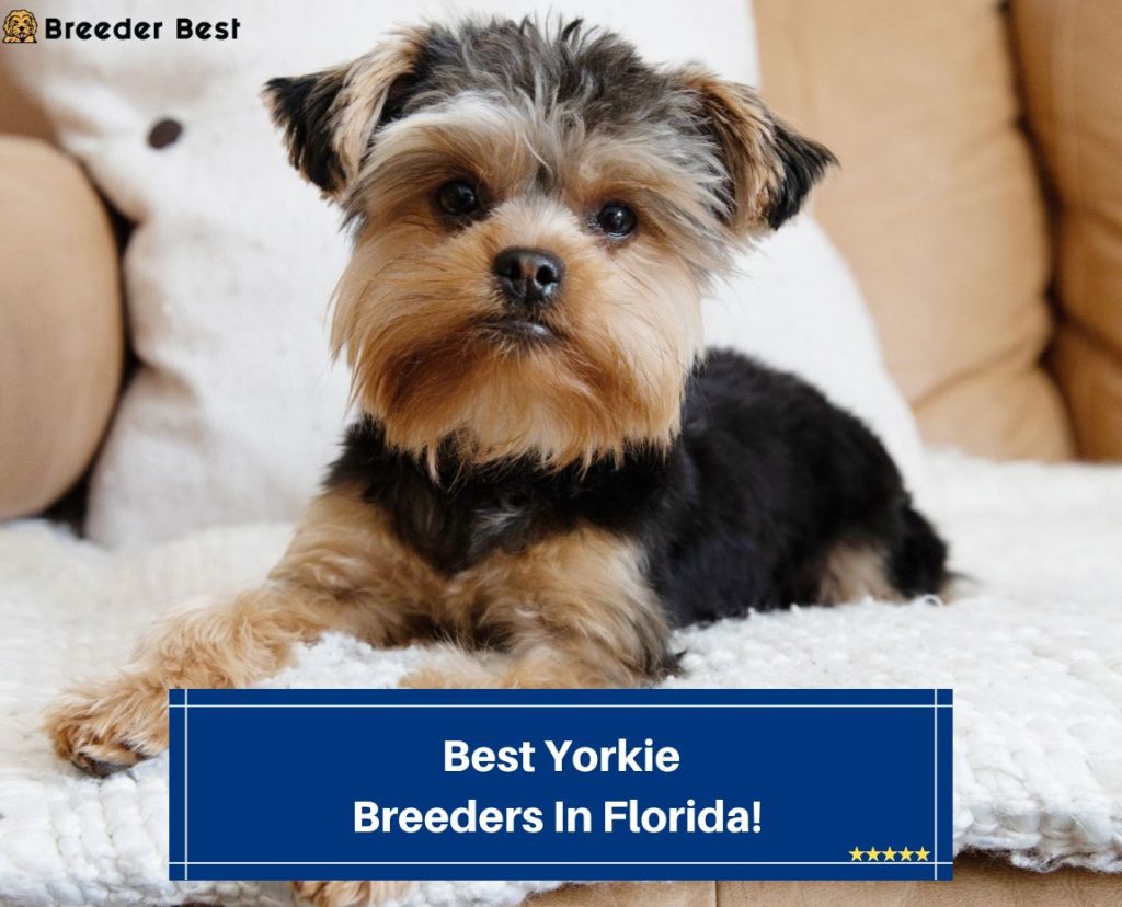 3 Best Yorkie Breeders in Florida! (2024) Breeder Best