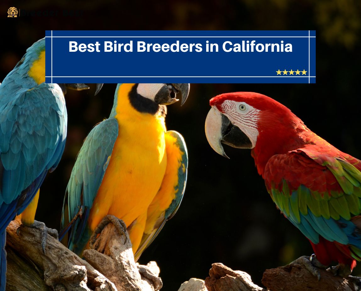Bird Breeders in California