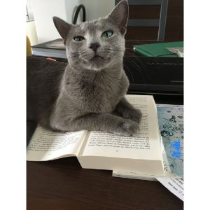 Blue-Rose-Cattery (Russian Blue Cat USA)