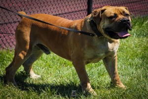 BoHo Boerboels (Boerboel California)