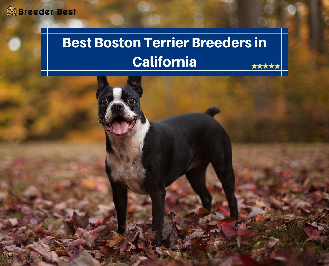 Boston Terrier Breeders in California