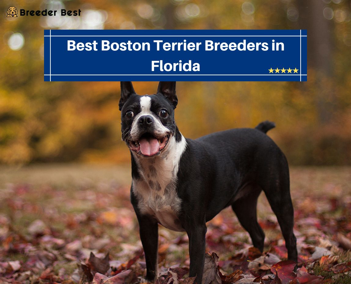 Boston Terrier Breeders in Florida