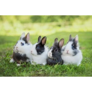 Breed-Pet-Rabbit