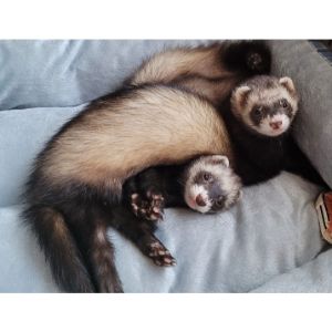 Broward-Ferret-Rescue (Ferret USA)