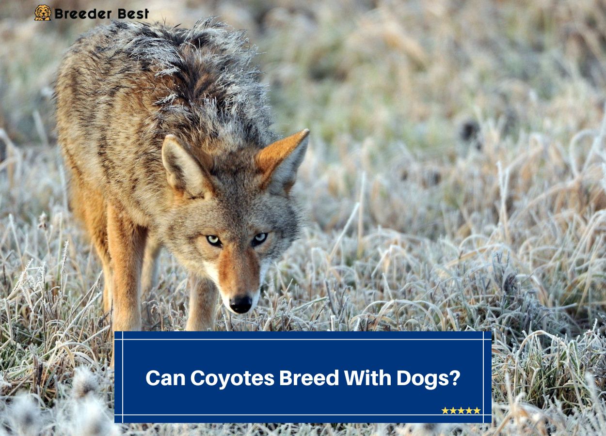 Can-Coyotes-Breed-With-Dogs-template