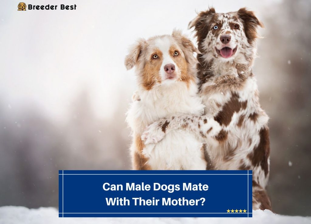 Can Male Dogs Mate With Their Mother? (2024) Breeder Best