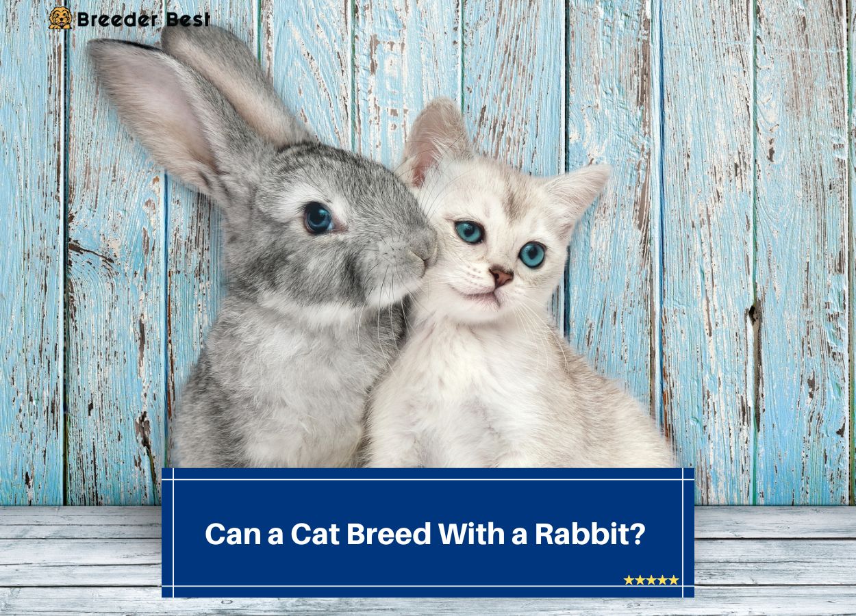 Can-a-Cat-Breed-With-a-Rabbit-template