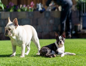 Caramuru Bostons & Frenchies (Boston Terrier California)