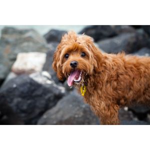 Cavapoo-Puppies-In-Maryland