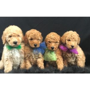 Champions-of-the-Heart (Goldendoodle Georgia)