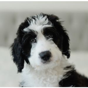 Champions-of-the-Heart  (Bernedoodle Georgia)