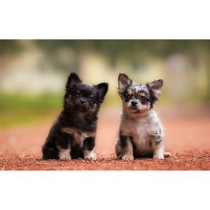Chihuahua-Breeders-In-Texas
