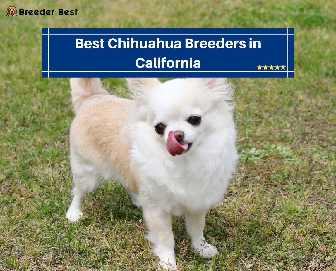 Chihuahua Breeders in California