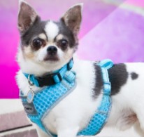Chihuahua Puppies For Sale in California