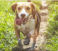 Choosing a Beagle Rescue in Arizona