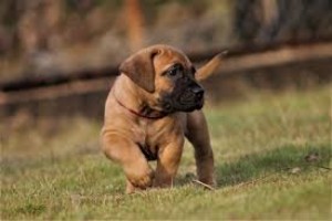 Coachella So Cal Boerboels (Boerboel California)