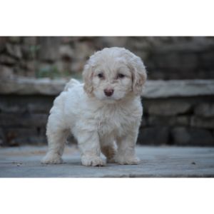 Cockapoo-Puppies-In-Georgia