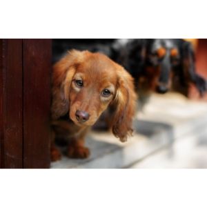 Colorful-Dachshunds