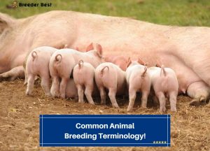 Common Animal Breeding Terminology! (2024) - Breeder Best