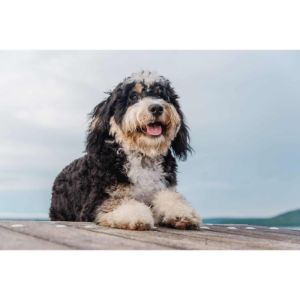 Conclusion-For-Best-Bernedoodle-Breeders-In-Georgia