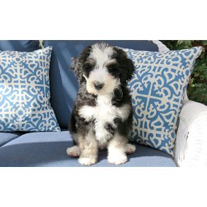 Conclusion-For-Best-Bernedoodle-Breeders-In-Mississippi