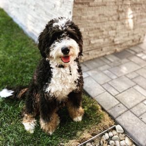 Conclusion For The "Best Bernedoodles Breeders in New Jersey"