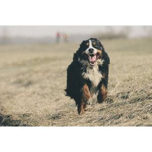 Conclusion For The "Best Bernese Mountain Dog Breeders in New York"