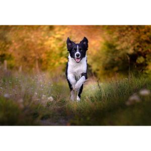 Conclusion For The "Best Border Collie Breeders in California"