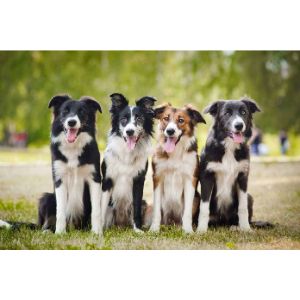Conclusion-For-Best-Border-Collie-Breeders-In-Texas