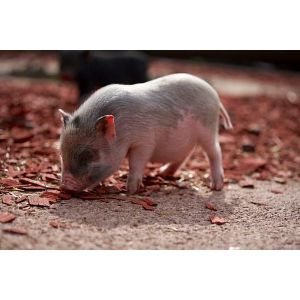 Conclusion-For-Best-Breeds-Of-Pigs-For-Pets