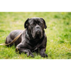 Conclusion-For-Best-Cane-Corso-Breeders-In-California