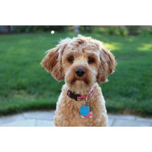 Conclusion-For-Best-Cavapoo-Breeders-In-Maryland
