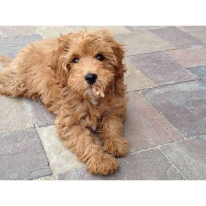Conclusion-For-Best-Cavapoochon-Breeders-In-New-York