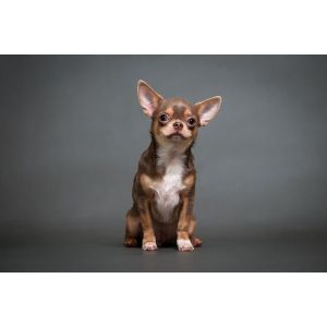 Conclusion-For-Best-Chihuahua-Breeders-In-Texas