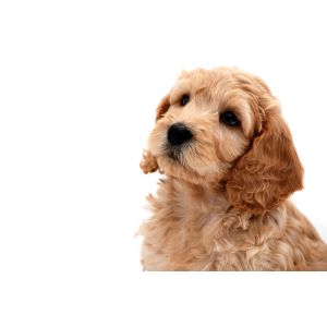 Conclusion-For-Best-Cockapoo-Breeders-In-Georgia