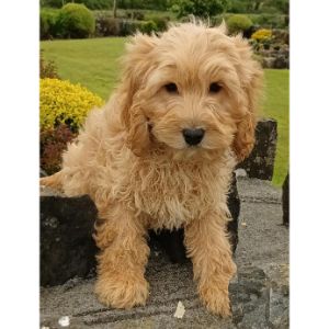 Conclusion-For-Best-Cockapoo-Breeders-In-Los-Angeles