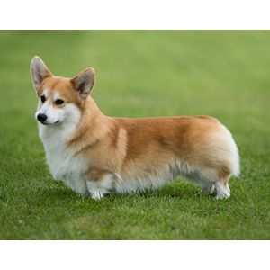 Conclusion-For-Best-Corgi-Breeders-In-New-York