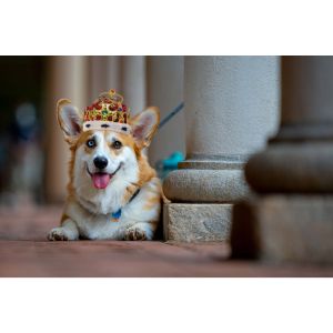 Conclusion-For-Best-Corgi-Breeders-In-Texas