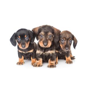 Conclusion-For-Best-Dachshund-Breeders-In-California