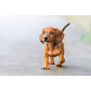 Conclusion-For-Best-Dachshund-Breeders-In-Texas