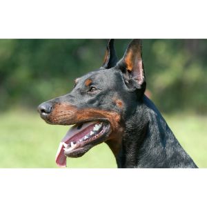 Conclusion For The "Best Doberman Breeders in California"
