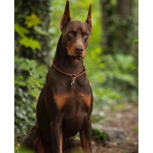 Conclusion-For-Best-Doberman-Breeders-In-Texas
