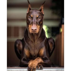 Conclusion For The "Best Doberman Breeders in New York"