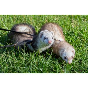 Conclusion For The "Best Ferret Breeders in New York"
