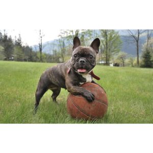 Conclusion-For-Best-French-Bulldog-Breeders-In-New-York