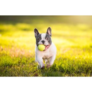 Conclusion-For-Best-French-Bulldog-Breeders-In-Texas