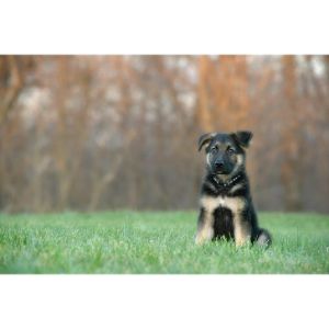 Conclusion-For-Best-German-Shepherd-Breeders-In-Texas