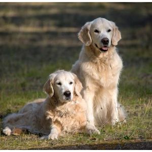 Conclusion-For-Best-Golden-Retriever-Breeders-In-California