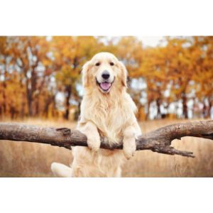 Conclusion-For-Best-Golden-Retriever-Breeders-In-New-York
