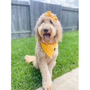 Conclusion-For-Best-Goldendoodle-Breeders-In-Los-Angeles